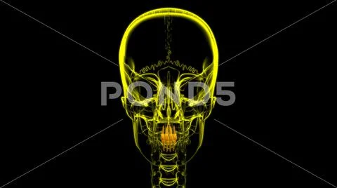 Human Teeth Incisors Anatomy 3D Illustration: Graphic #159085745