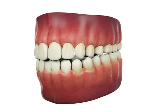 Human teeth isolated on white background, 3D rendering Stock Illustration