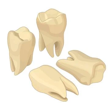 Human teeth isometric flat vector Human teeth isometric flat vector icons ... Stock Photos