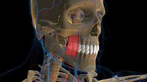 Human teeth molar teeth anatomy for medical concept 3D rendering Stock Illustration