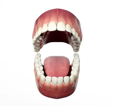 Human teeth opening isolated on white background Stock Illustration