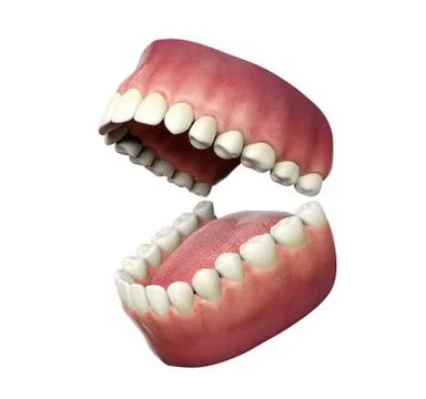 Human teeth opening isolated on white background, 3D rendering Stock Illustration