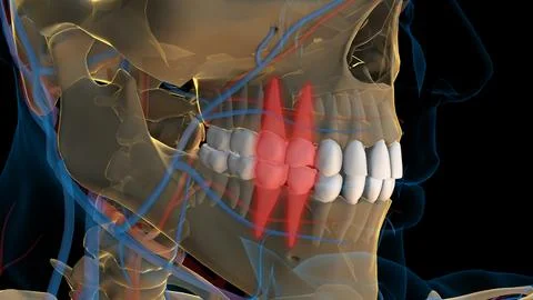 Human teeth premolar teeth anatomy for medical concept 3D rendering Stock Illustration