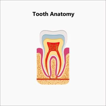 Human teeth realistic infographics with flat images of tooth Stock Illustration