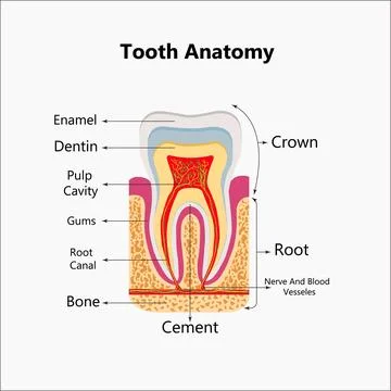 Human teeth realistic infographics with flat images of tooth profile views Stock Illustration