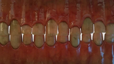 Human Teeth Transition Backlit With Alpha Stock Footage 157942923