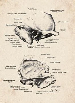 Human Temporal Bone Lateral And Cerebral View Vintage Anatomy Illustration Stock Illustration