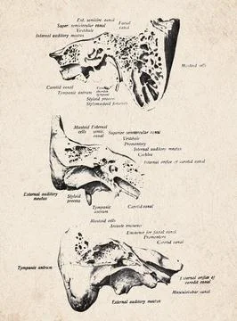 Human Temporal Bone Section Vintage Anatomy Illustration Stock Illustration