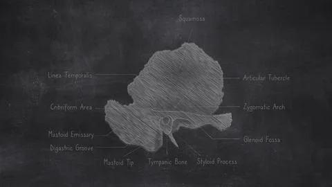 Human Temporal Bones Anatomy Hand Drawn On Chalkboard Stockillustratie