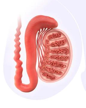 Human testicle, artwork Stock Illustration