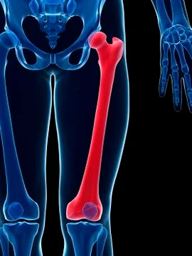 Human thigh bone, illustration Stock Illustration