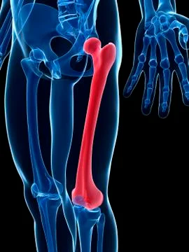 Human thigh bone, illustration Stock Illustration