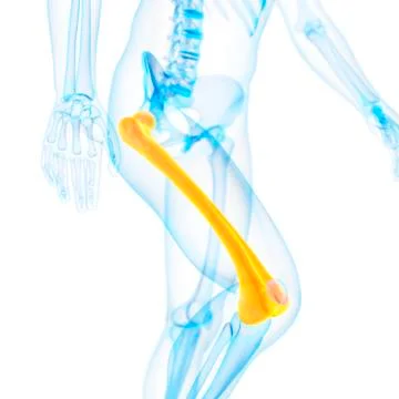 Human thigh bone, illustration Stock Illustration