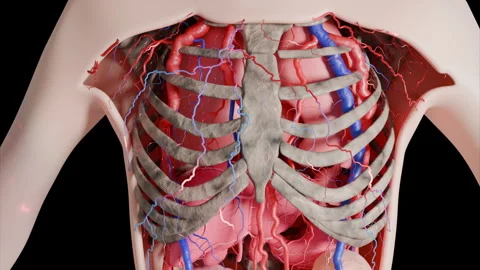 Human Thoracic Anatomy Stock Footage 325218445