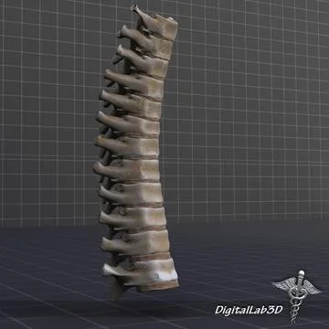 3D Model: Human Thoracic Vertebrae #96475159 | Pond5