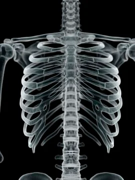 Human thorax, artwork Stock Illustration