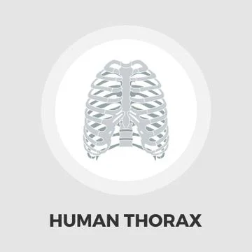 Human thorax flat icon Stock Illustration