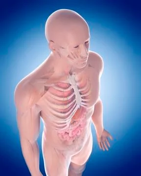 Human thorax Stock Illustration