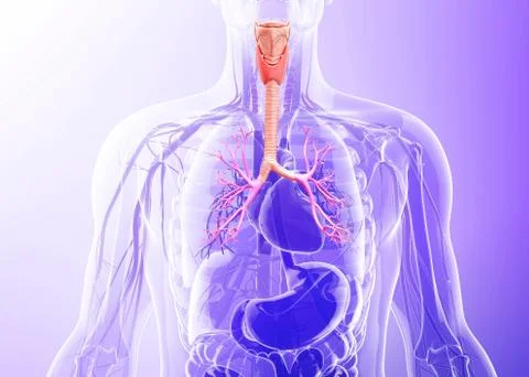 Human throat, artwork Stock Illustration