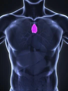 Human Thymus Anatomy Stock-Illustration