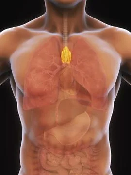 Human Thymus Anatomy Stock Illustration