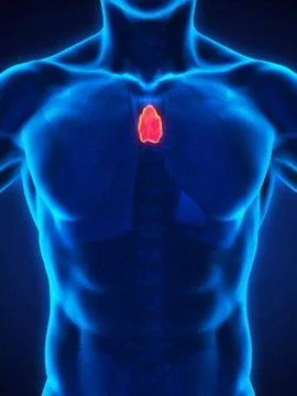 Human Thymus Anatomy Stock Illustration