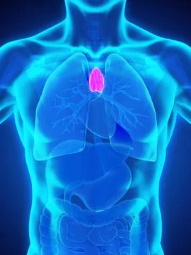 Human Thymus Anatomy Stock-Illustration