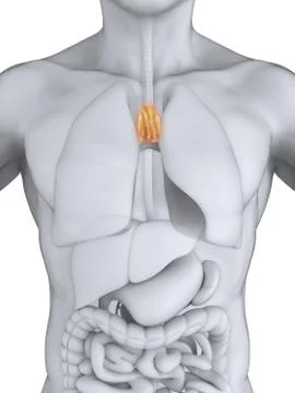 Human Thymus Anatomy Stock Illustration