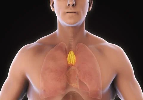 Human Thymus Anatomy Stock-Illustration