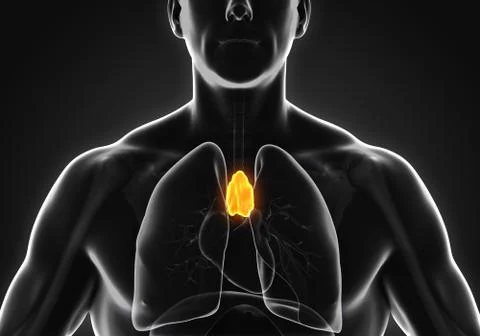 Human Thymus Anatomy Stock Illustration