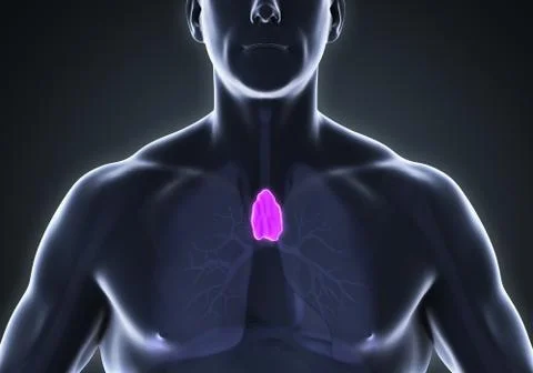 Human Thymus Anatomy Stock Illustration