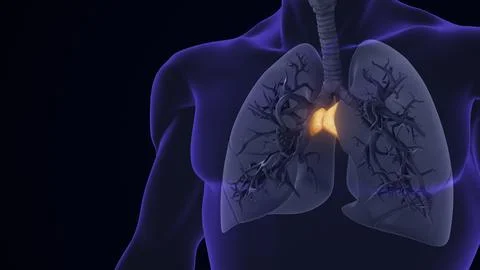 Human Thymus Gland between Lungs Illustrazione stock
