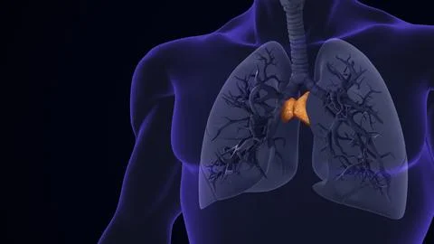 Human Thymus Gland between Lungs Illustrazione stock