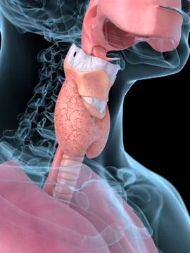 Human thyroid, artwork Stock Illustration