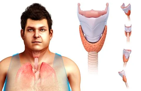 Human thyroid cartilage, illustration Stock Illustration