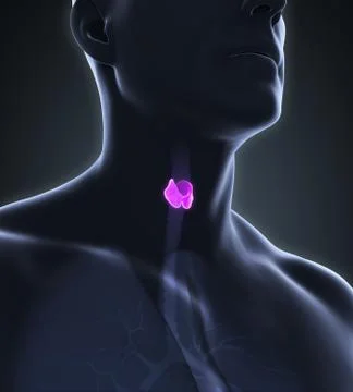 Human Thyroid Gland Anatomy Stock Illustration