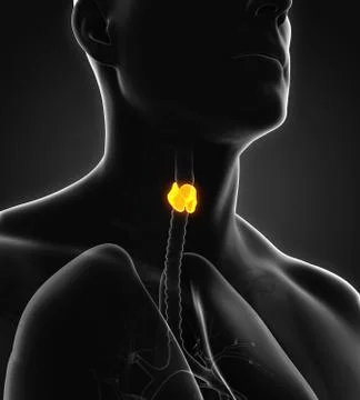 Human Thyroid Gland Anatomy Stock Illustration