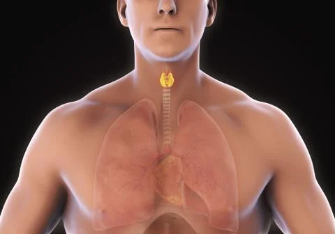 Human Thyroid Gland Anatomy Stock Illustration