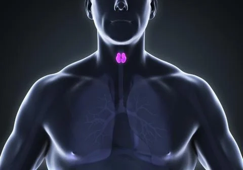 Human Thyroid Gland Anatomy Stock Illustration