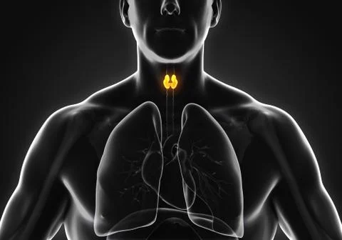 Human Thyroid Gland Anatomy Stock Illustration