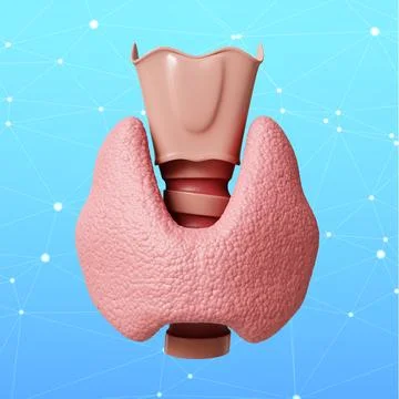 Human thyroid gland on blue background Stock Illustration