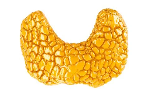 Human thyroid, glossy yellow color. 3D rendering Stock Illustration