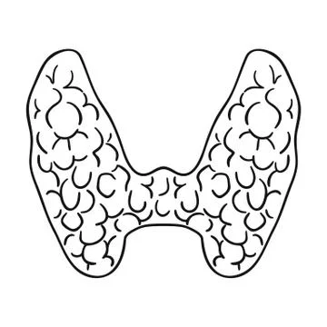 Human thyroid icon in outline style isolated on white background. Human organs Stock Illustration