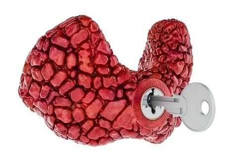 Human thyroid with key. Research and diagnosis concept. 3D rendering Stock Illustration