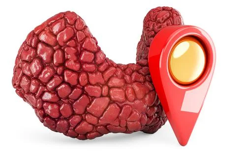 Human thyroid with map pointer, 3D rendering Stock Illustration