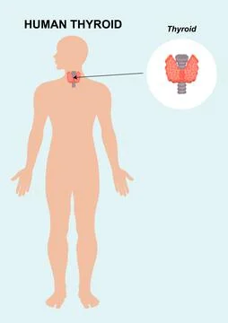 Human Thyroid  Organ Anatomy Vector illustration Stock Illustration