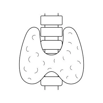 Human thyroid outline icon on white background Stock Illustration