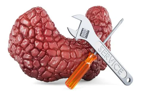 Human thyroid with screwdriver and wrench, 3D rendering Stock Illustration