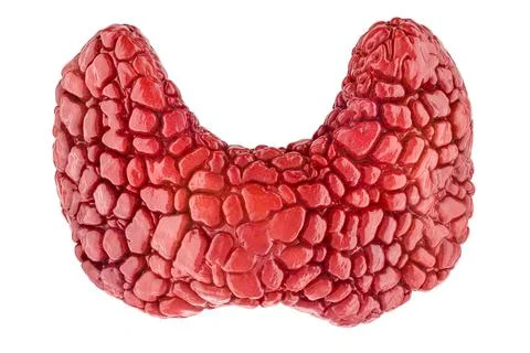 Human thyroid, thyroid gland. 3D rendering Stock Illustration