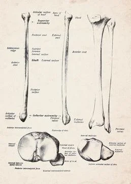 Human Tibia And Fibula Bones Vintage Anatomy Illustration Stockillustratie